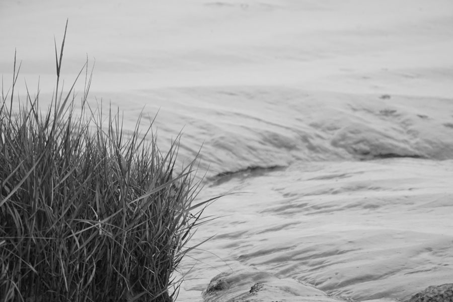 Sea Grass Gliclee Print